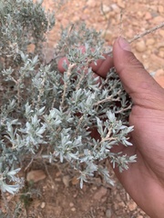 Tetradymia canescens