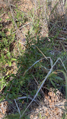 Dyschoriste linearis