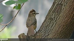 Pterorhinus sannio