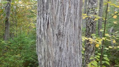 Bacidia schweinitzii