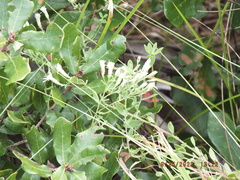 Sericocarpus tortifolius