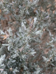 Tetradymia canescens