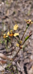 Diuris calcicola