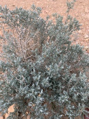 Tetradymia canescens