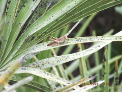 Schistocerca rubiginosa