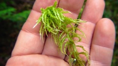 Sphagnum squarrosum