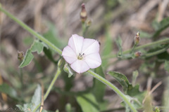 Convolvulus equitans