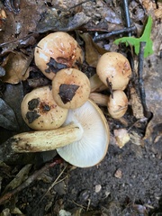 Tricholoma fulvum