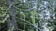 Usnea dasopoga