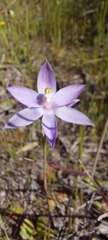 Thelymitra megcalyptra