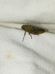Aphrophora major