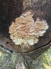 Coniophoraceae