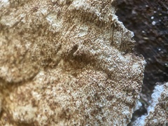 Coniophoraceae