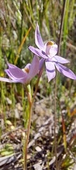 Thelymitra megcalyptra