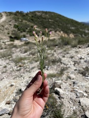 Erigeron pubescens