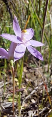 Thelymitra megcalyptra