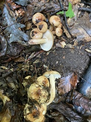 Tricholoma fulvum