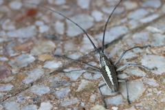 Neoptychodes trilineatus