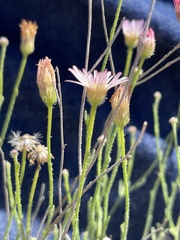 Erigeron pubescens