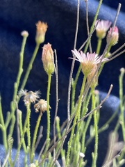 Erigeron pubescens