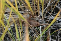 Anabrus simplex