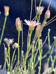 Erigeron pubescens