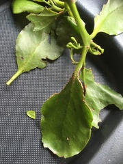 Ileostylus micranthus