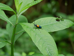 Desmocerus palliatus