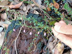 Tetratheca hispidissima