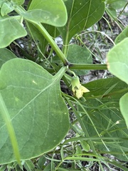Physalis cinerascens spathulifolia