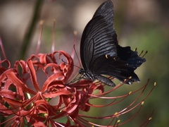 Papilio demetrius demetrius