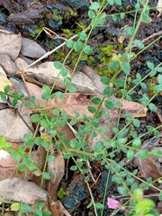 Tetratheca hispidissima