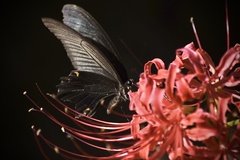 Papilio demetrius demetrius
