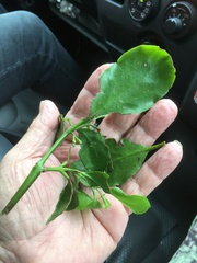 Ileostylus micranthus