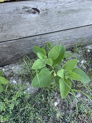 Physalis cinerascens spathulifolia