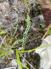 Lindsaea linearis