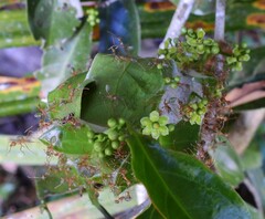 Salacia disepala