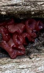 Ascocoryne sarcoides