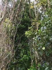 Ileostylus micranthus