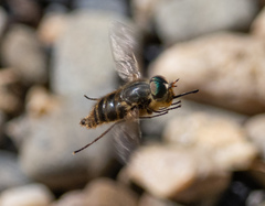 Myioscaptia calliphora