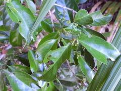 Salacia disepala