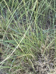 Eriochloa sericea