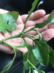 Ileostylus micranthus