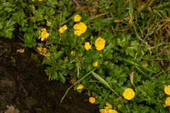 Ranunculus bulbosus