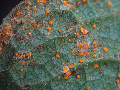 Coleosporium solidaginis