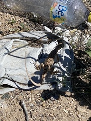 Dipsosaurus dorsalis