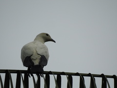Ducula bicolor