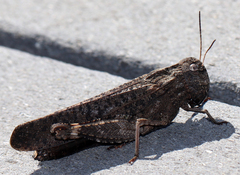 Arphia pseudonietana