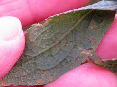 Coleosporium solidaginis