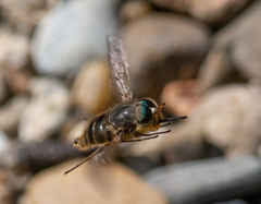 Myioscaptia calliphora